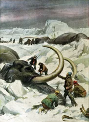 Discovery of frozen mammoths in Siberia, illustration from 